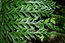 Asplenium ×lucrosum. Adaxial surface of fertile frond with bulbils arising near the apices.  
 Image: L.R. Perrie © Te Papa CC BY-NC 3.0 NZ